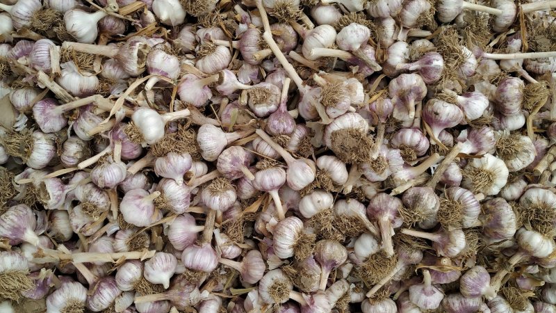 大名蒜黄料蒜黄蒜种蒜米料