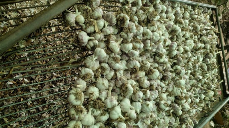 大名蒜黄料蒜黄蒜种蒜米料