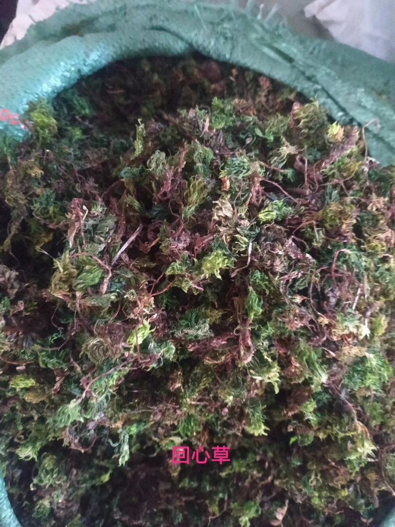回心草～新货干净～产地现货～量大优惠～1公斤起售～