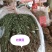 岩黄莲～新货～1斤起售～质量好价格便宜欢迎咨询采购
