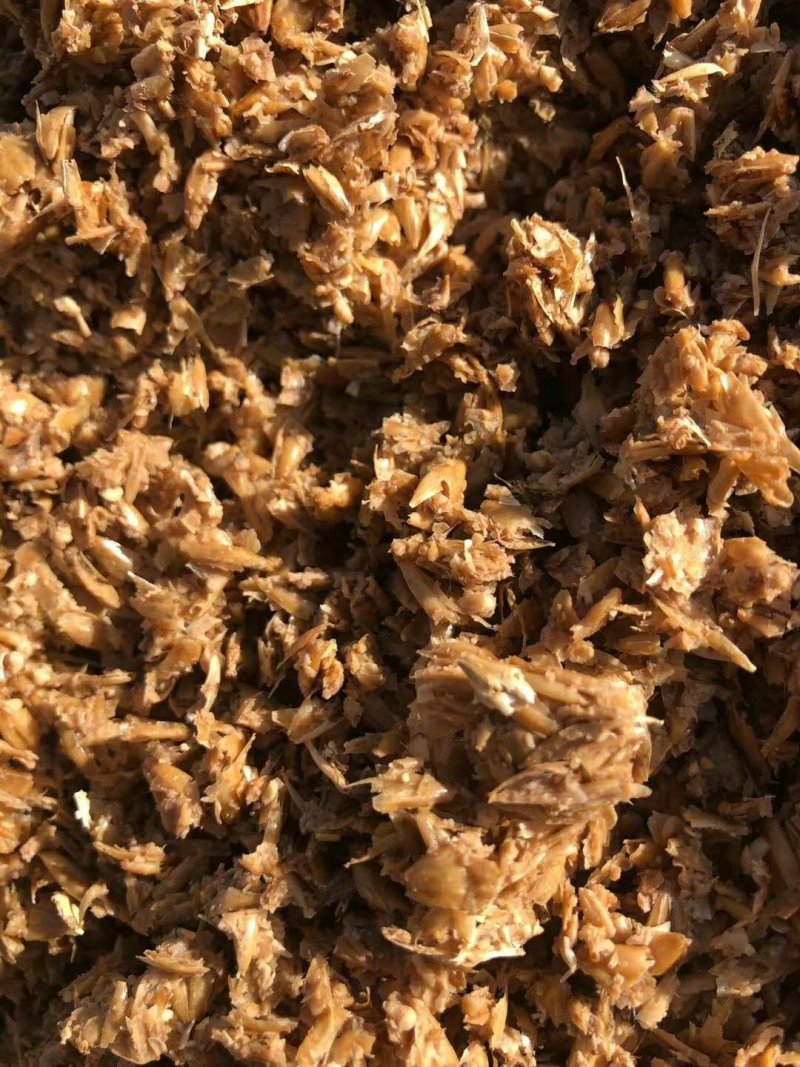 本公司常年出售脱水发酵啤酒糟质量保证饲养佳品