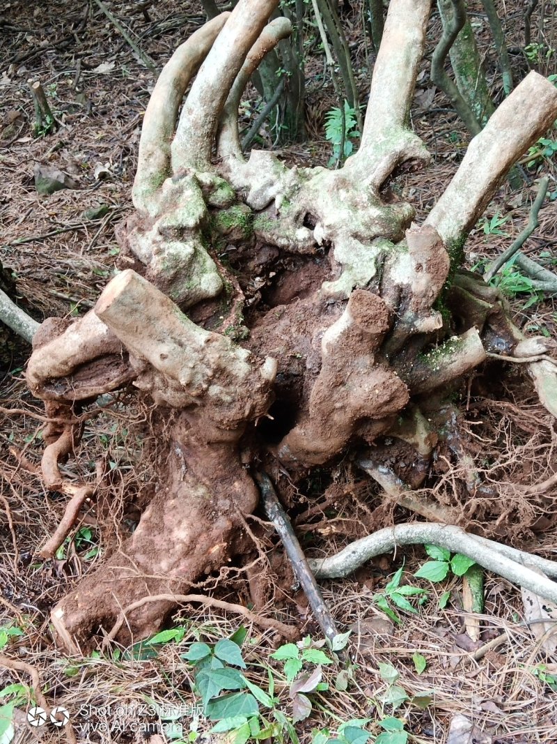 映山红，国旗红，下山桩