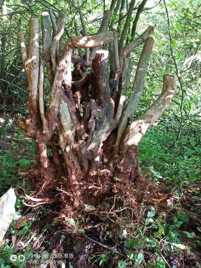 映山红，国旗红，下山桩