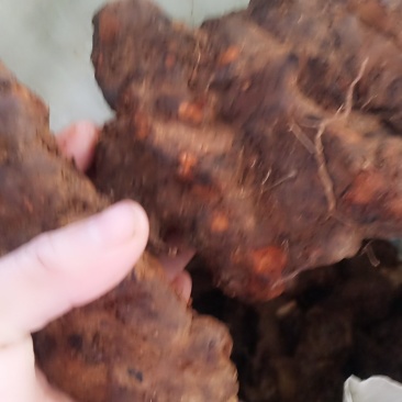云南中土皮色漂亮看得见，规格靓。