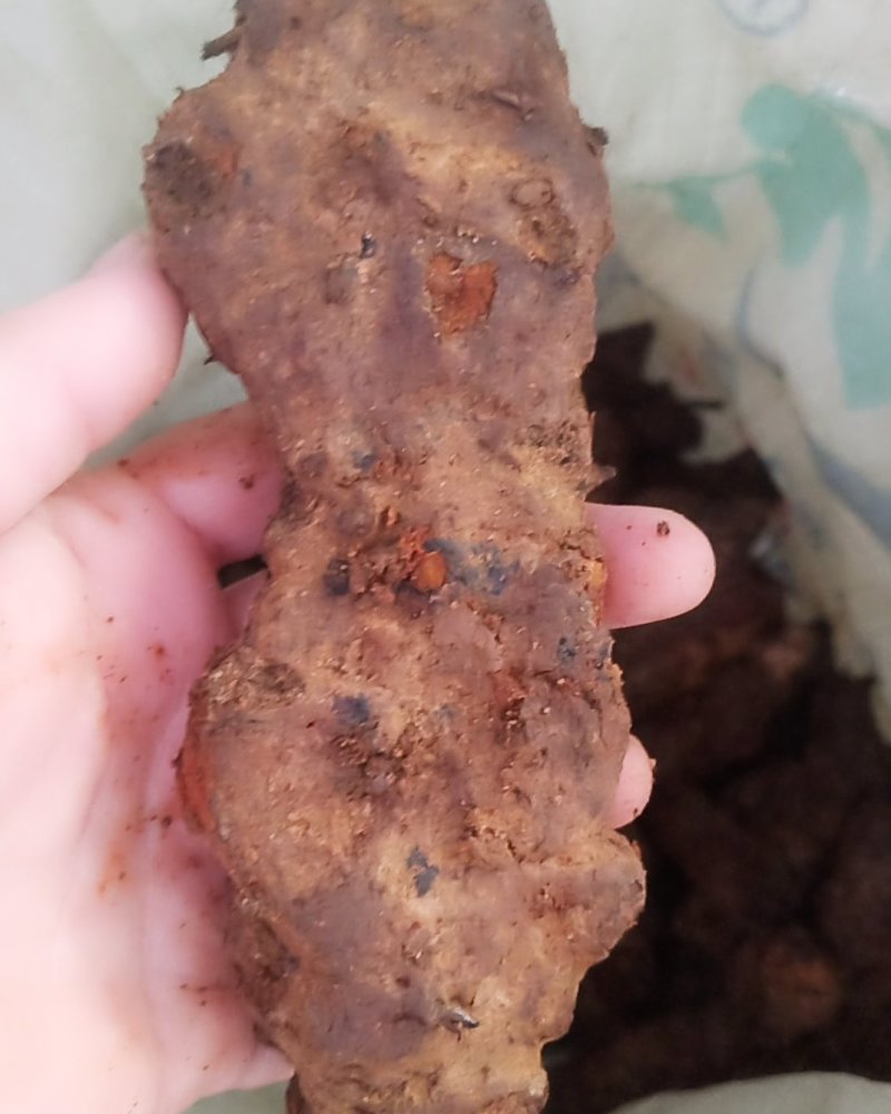 云南中土皮色漂亮看得见，规格靓。