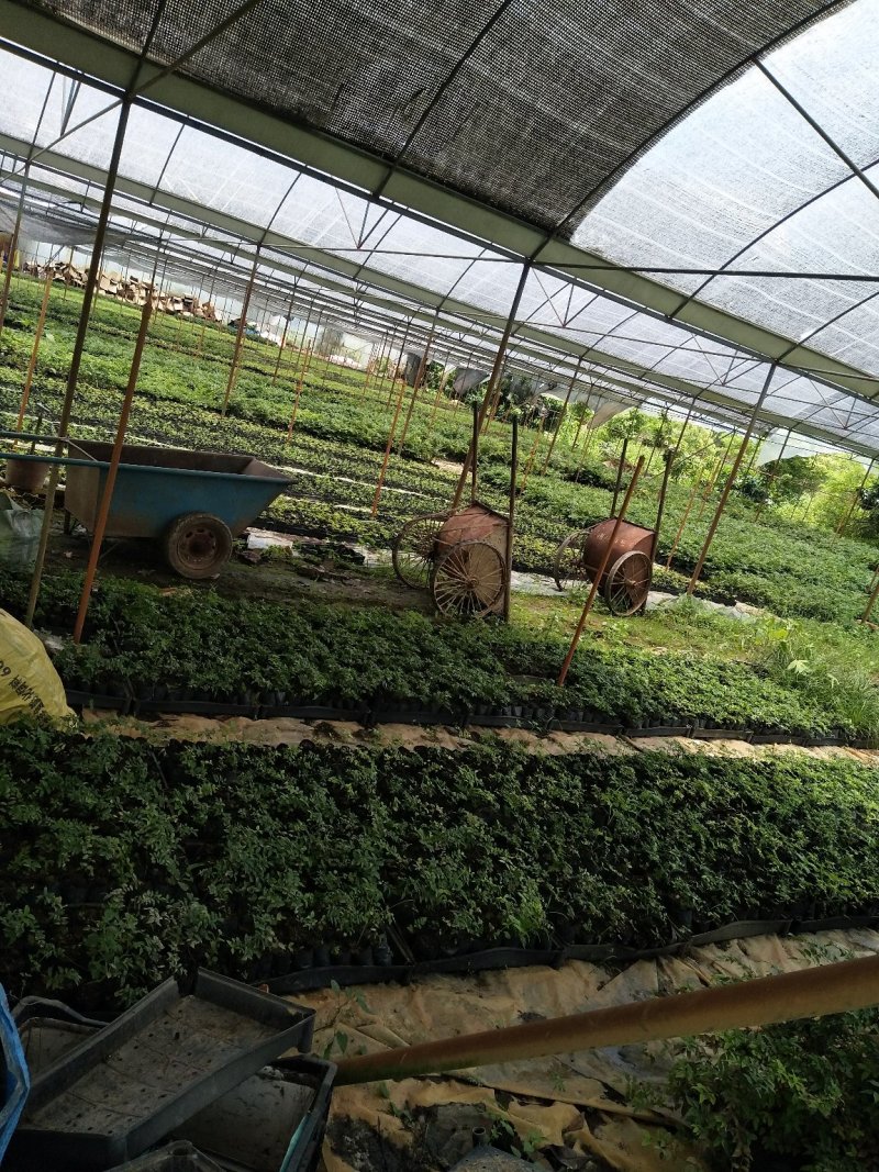 沙巴嘉宝果树苗台湾水果苗10一15公分左右高