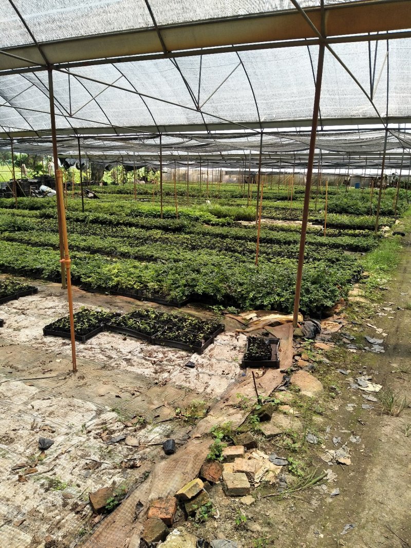 沙巴嘉宝果树苗台湾水果苗10一15公分左右高