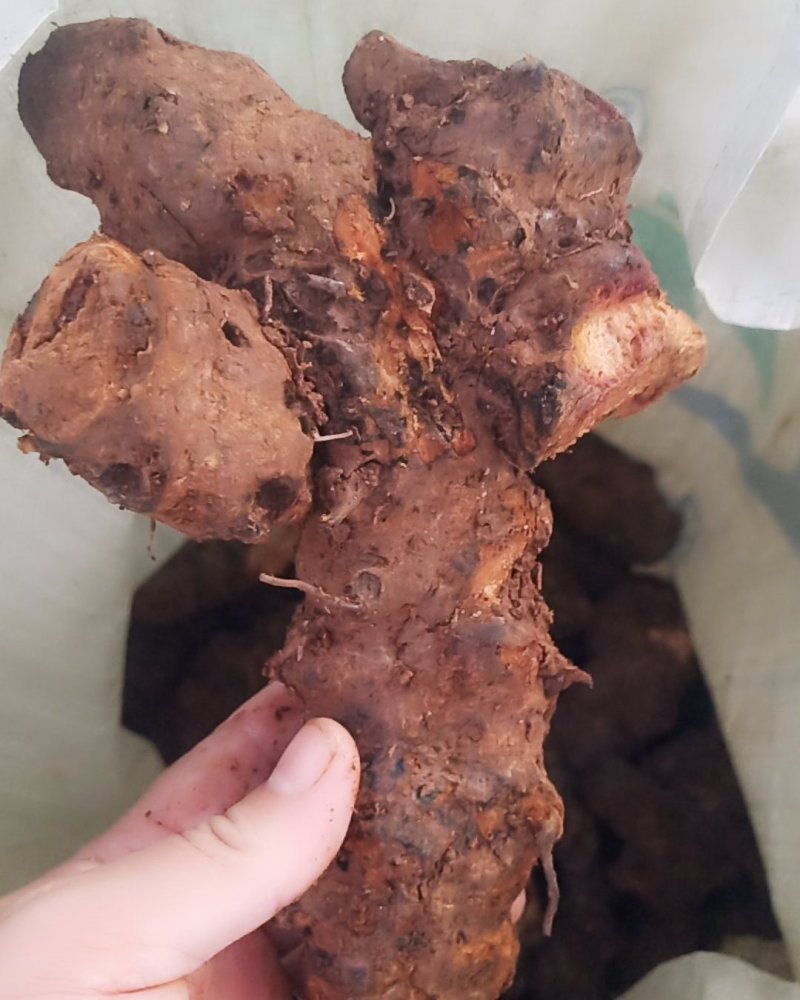 云南中土皮色漂亮看得见，规格靓。