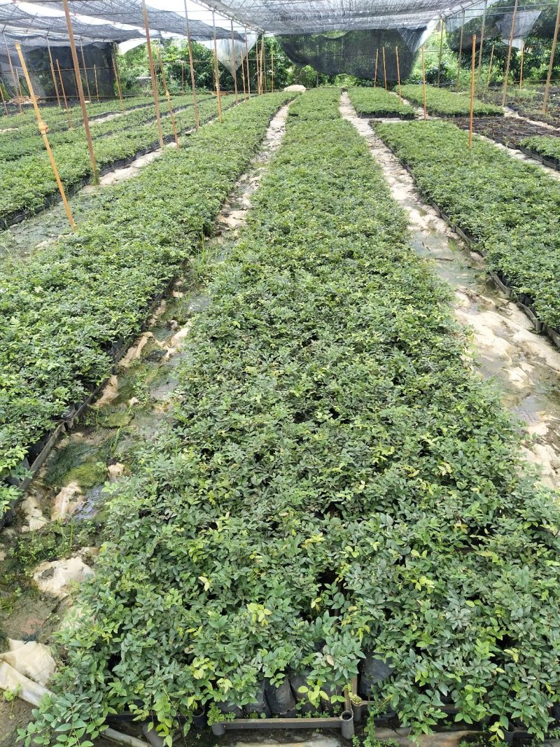 沙巴嘉宝果树苗台湾水果苗10一15公分左右高