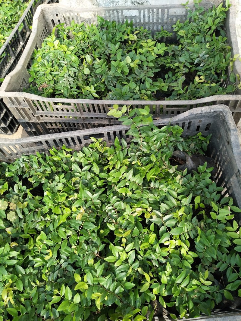 沙巴嘉宝果树苗台湾水果苗10一15公分左右高