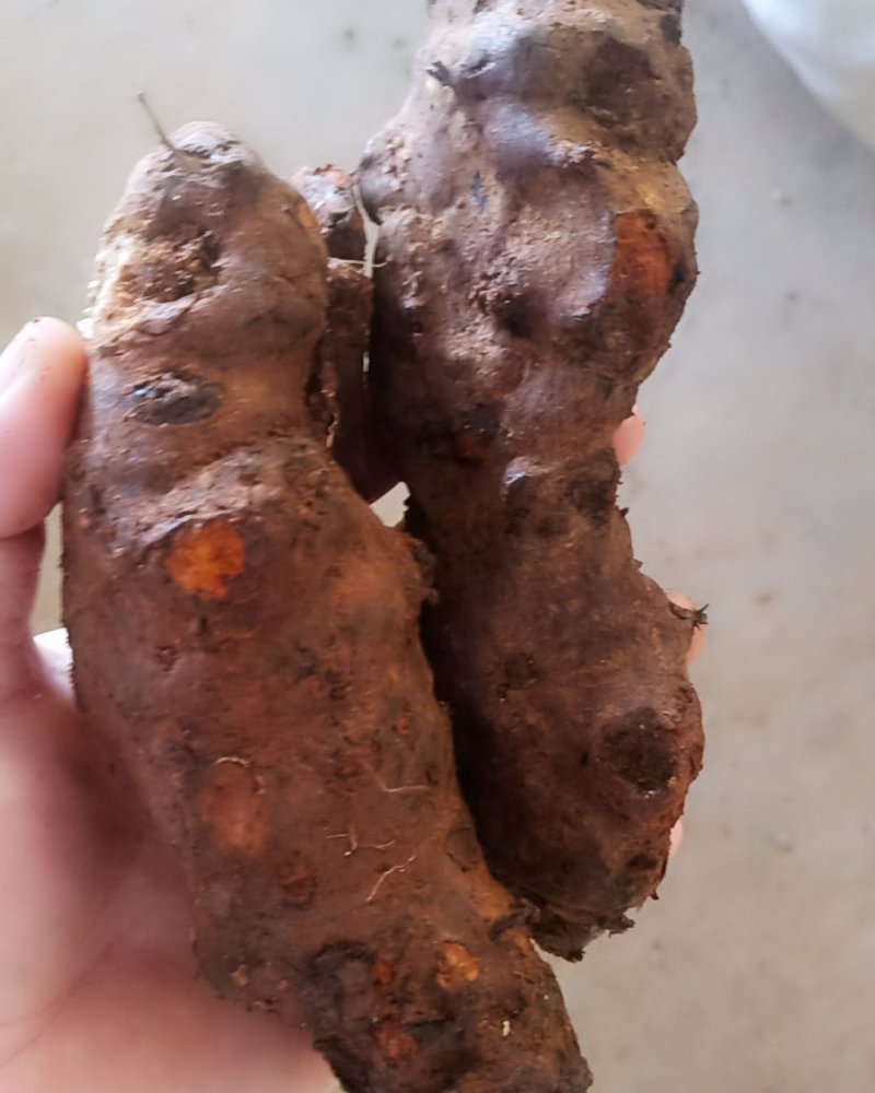 云南中土皮色漂亮看得见，规格靓。