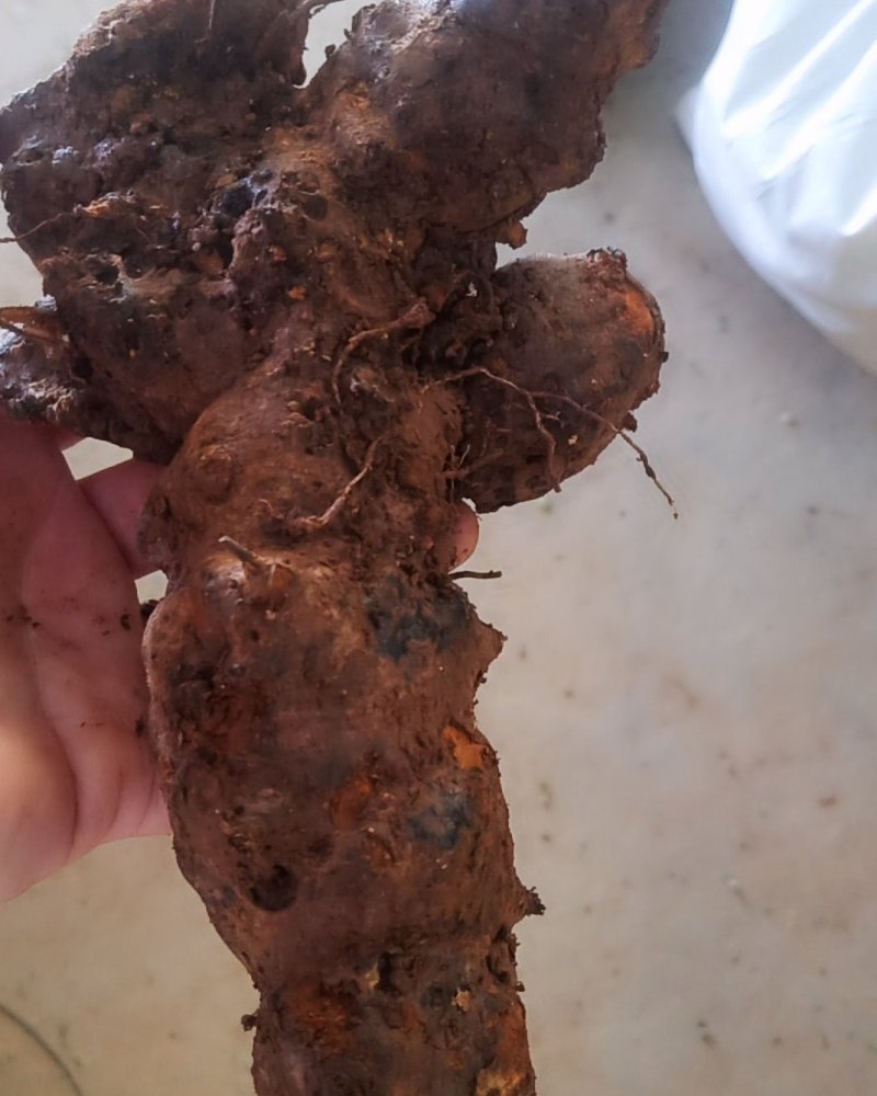 云南中土皮色漂亮看得见，规格靓。