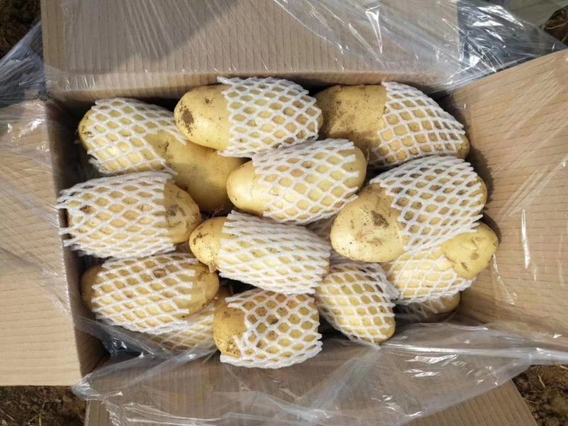 荷兰十五土豆精品1到3，2到4小土豆价格合理，质量上乘
