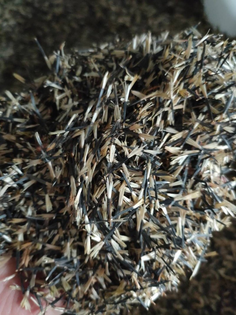 孔雀草种子小万寿菊花种子重瓣孔雀草种子花卉种子