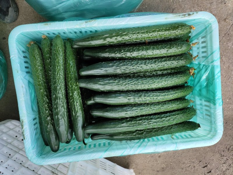 夏季新黄瓜