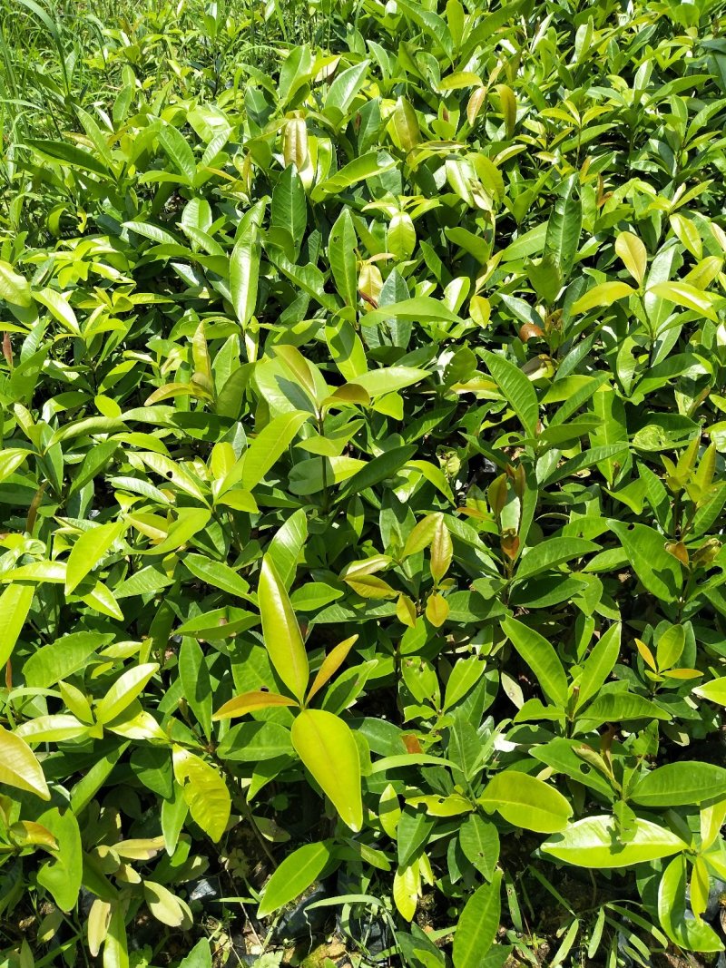 黄花梨苗海南黄花梨30-50公分高小杯苗