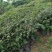 黄花梨苗海南黄花梨30-50公分高小杯苗