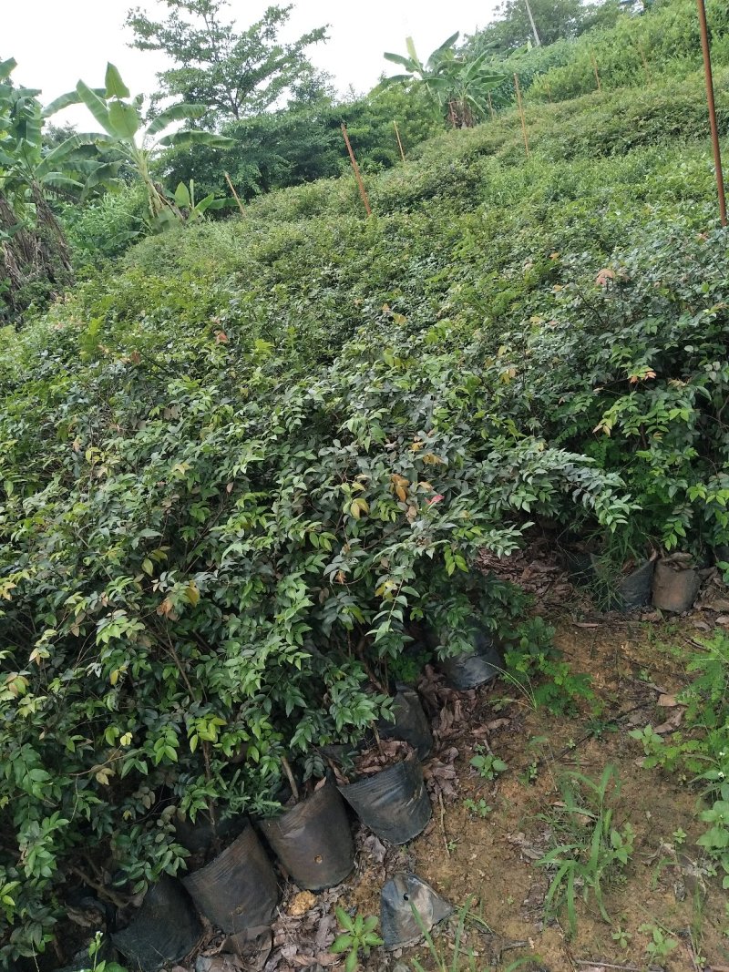 黄花梨苗海南黄花梨30-50公分高小杯苗