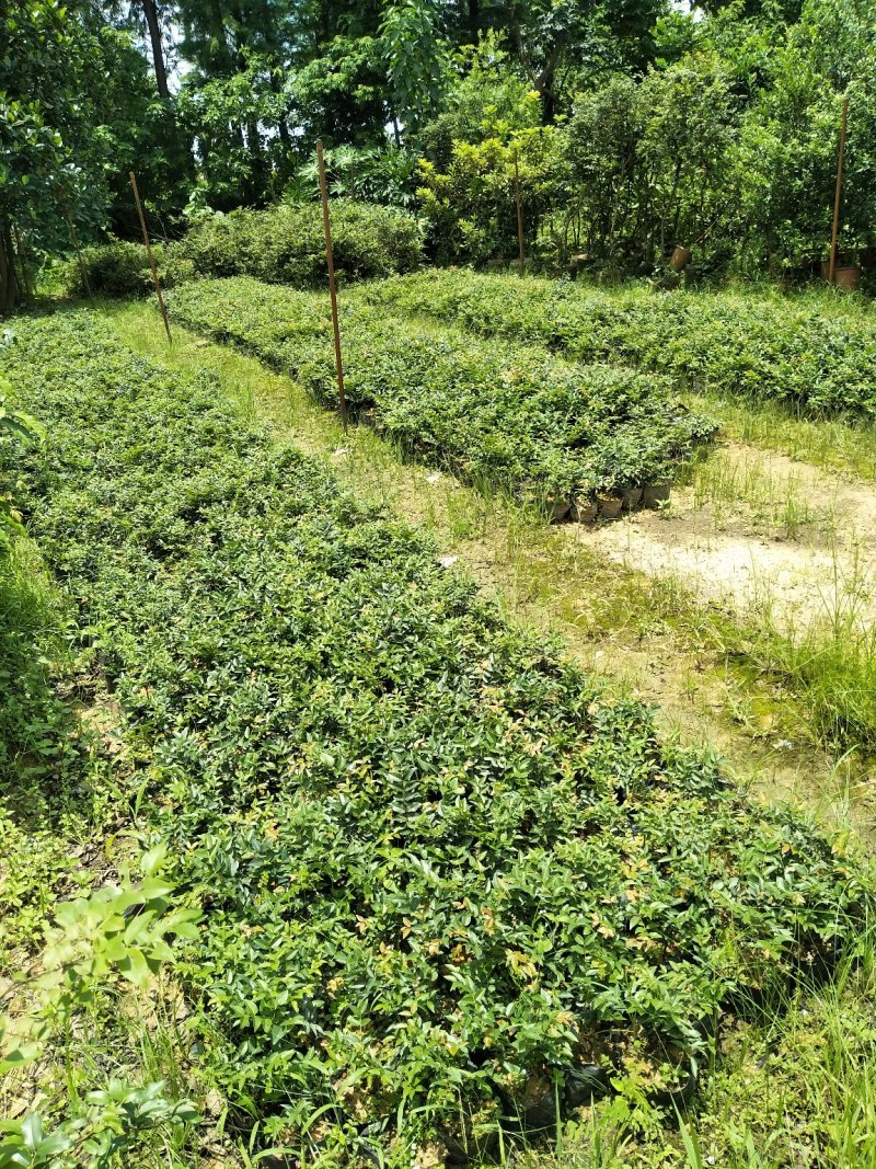 黄花梨苗海南黄花梨30-50公分高小杯苗