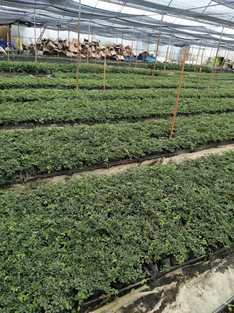 黄花梨苗海南黄花梨30-50公分高小杯苗