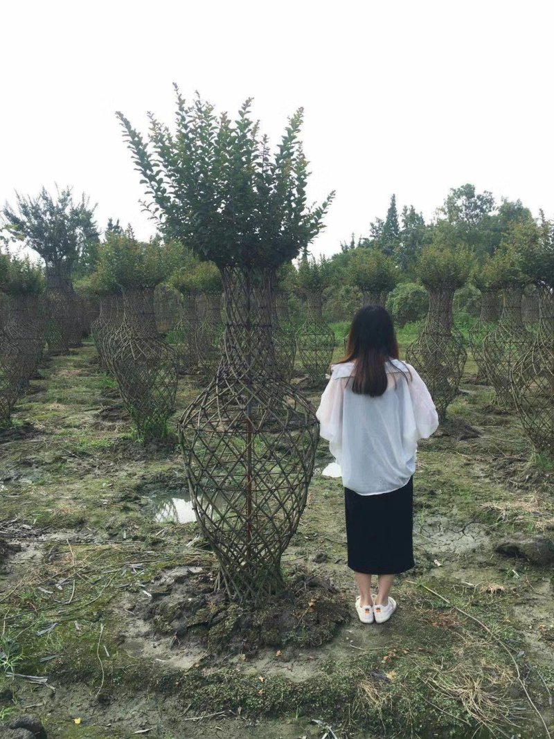 紫薇造型花瓶，1.8米紫薇花瓶批发红花紫薇瓶