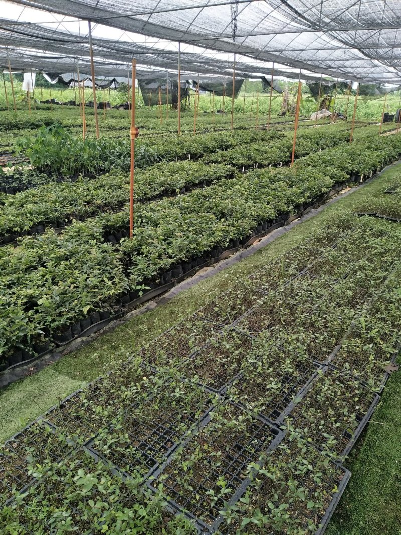 辣木袋苗1年苗25-40公分