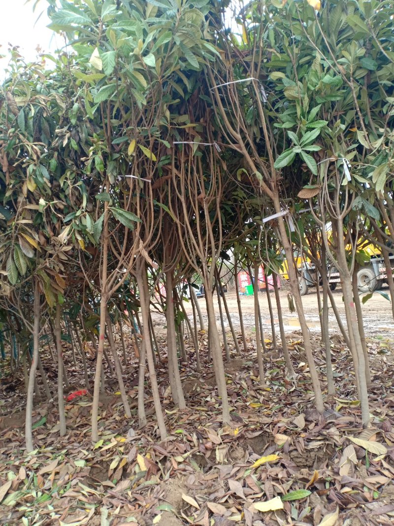 枇杷树，一手货源，无中间商，量大从优，农户一手货源