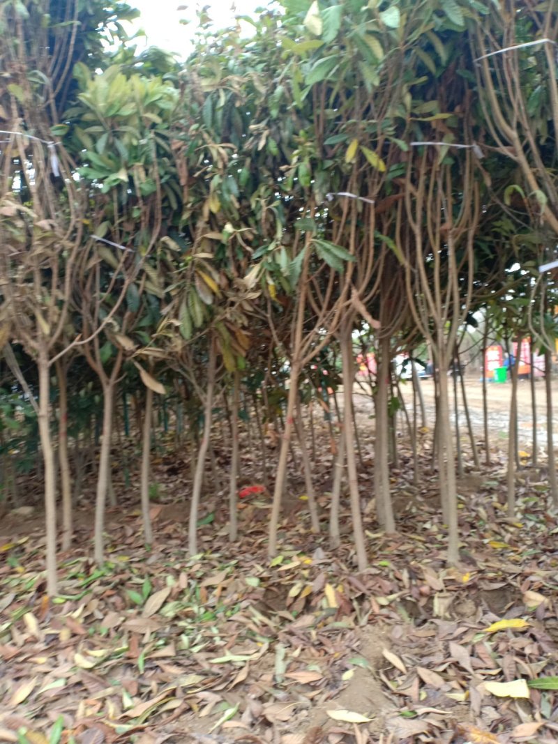 枇杷树，一手货源，无中间商，量大从优，农户一手货源