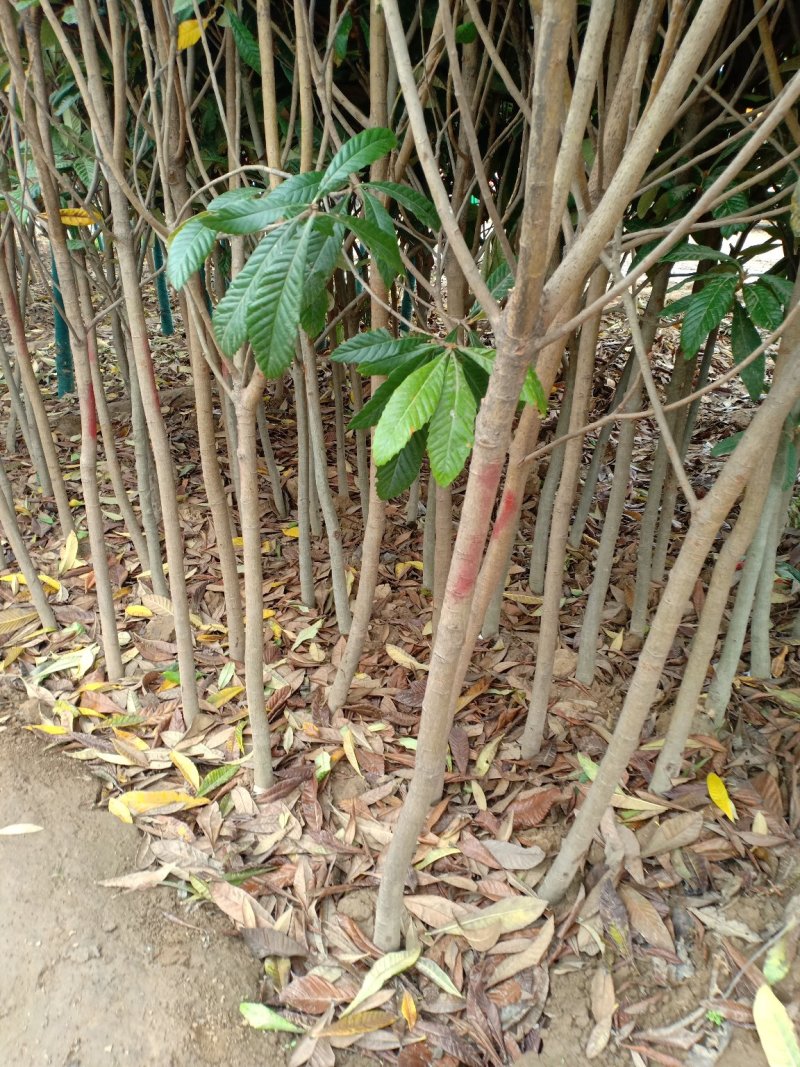 枇杷树，一手货源，无中间商，量大从优，农户一手货源