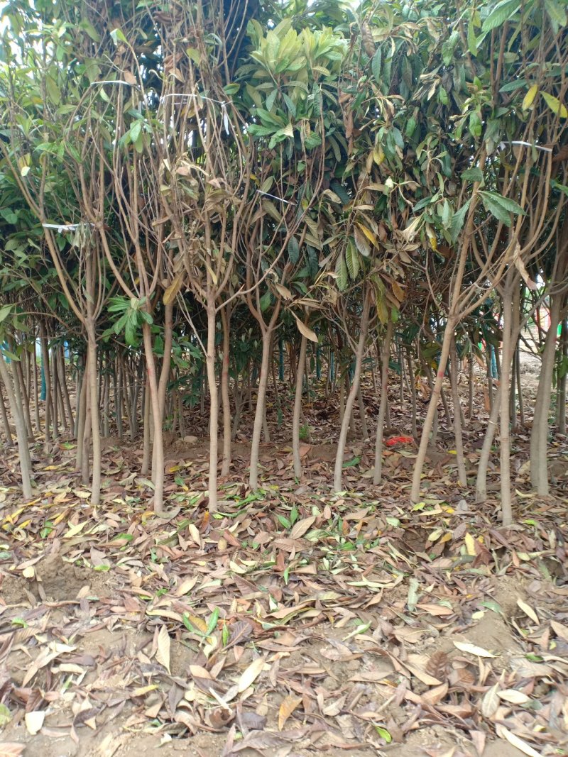 枇杷树，一手货源，无中间商，量大从优，农户一手货源