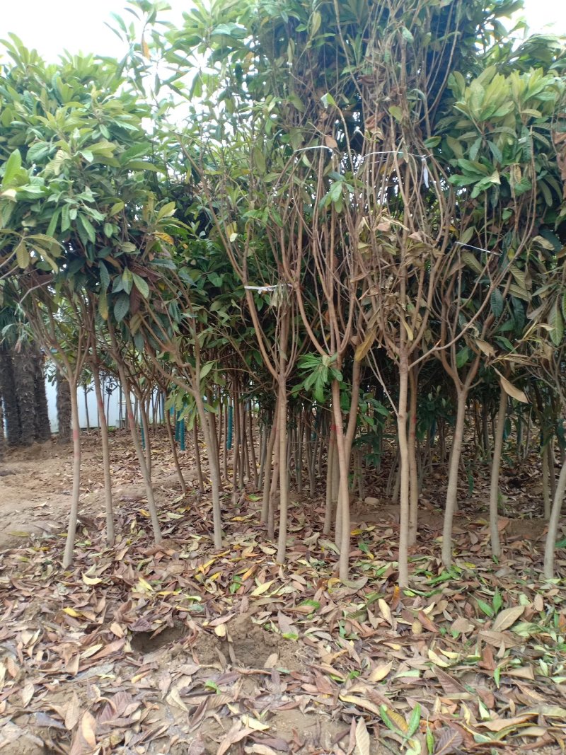 枇杷树，一手货源，无中间商，量大从优，农户一手货源