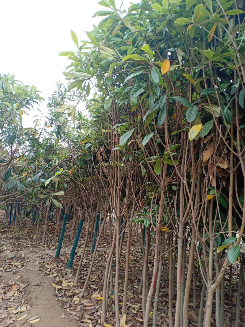 枇杷树，一手货源，无中间商，量大从优，农户一手货源