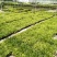 白掌穴盘苗室内常绿观叶绿植批发花卉种苗