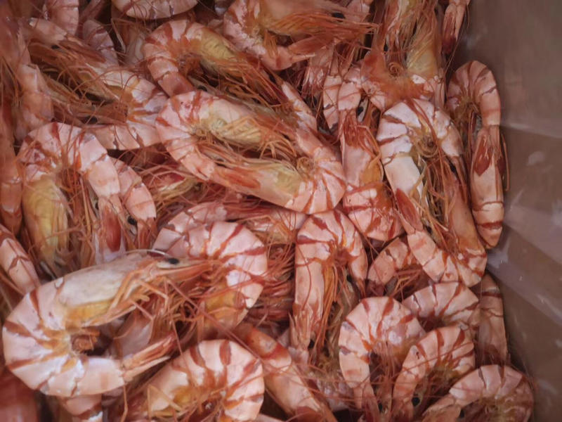 网红九节虾，足干，成色漂亮，质量有保障，物美价廉