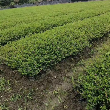 满天星杯苗价格成都卖价哪儿有
