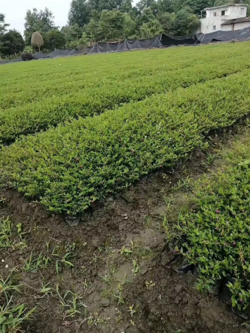 满天星杯苗价格成都卖价哪儿有