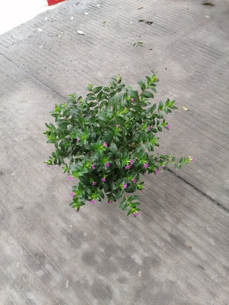 满天星杯苗价格成都卖价哪儿有