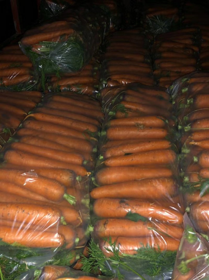 胡萝卜上市国庆节后量大