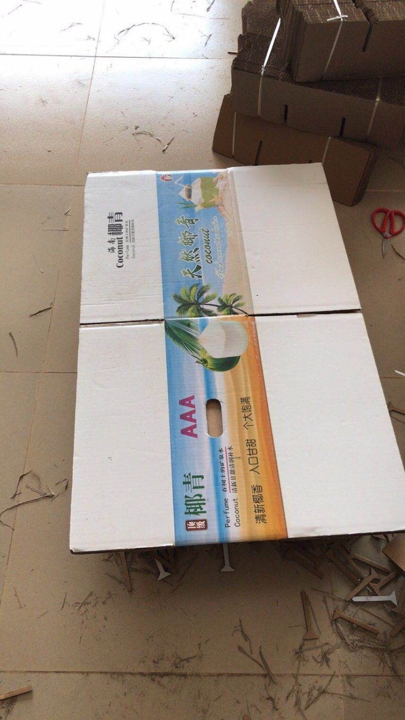 海南椰子