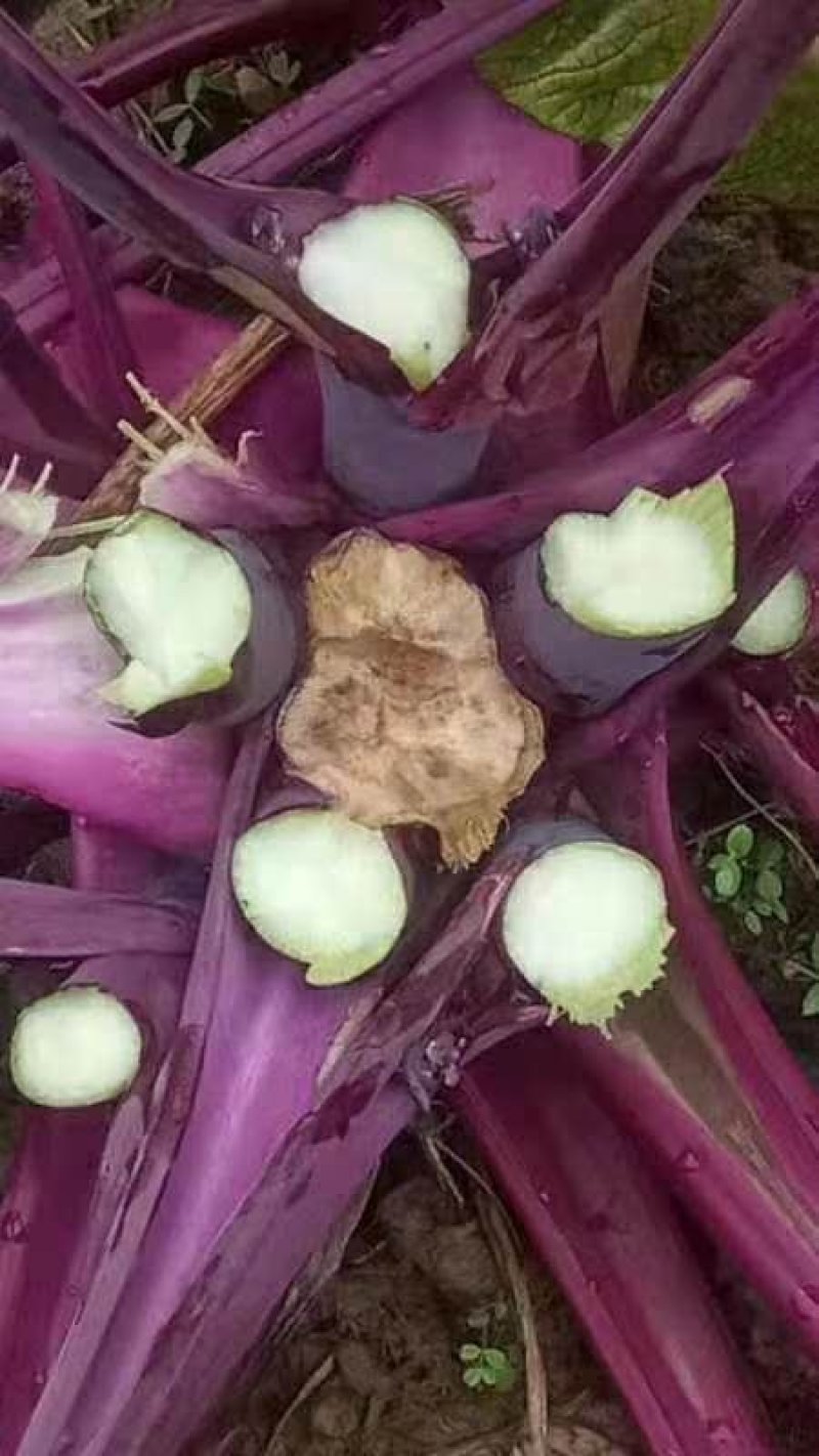 【金殿御菜】湖北名菜红菜苔种子洪山一号菜薹种子