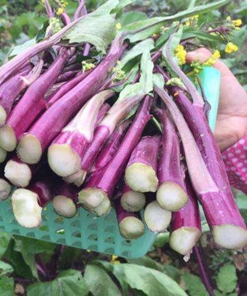 【金殿御菜】湖北名菜红菜苔种子洪山一号菜薹种子