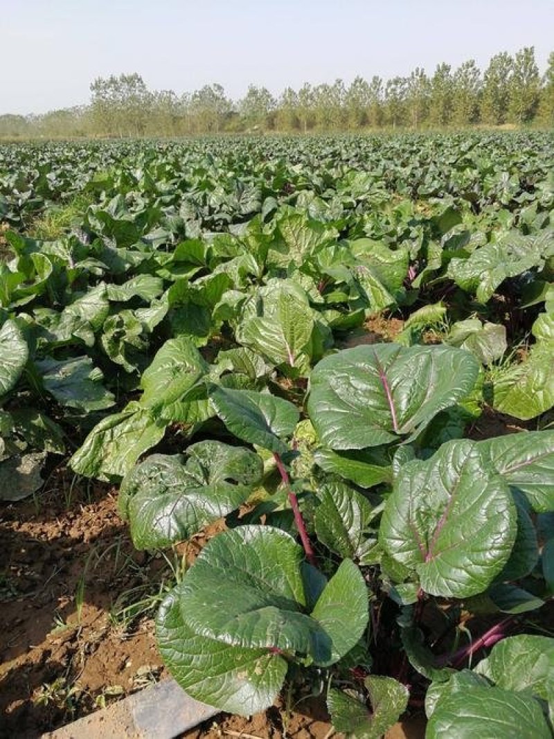 【金殿御菜】湖北名菜红菜苔种子洪山一号菜薹种子