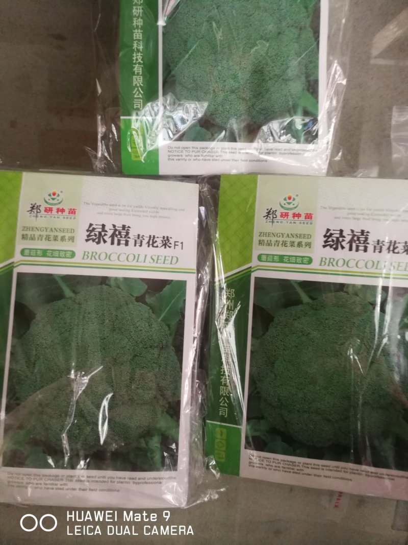 青花菜，西兰花，早熟性好，定植后60天左右收获。