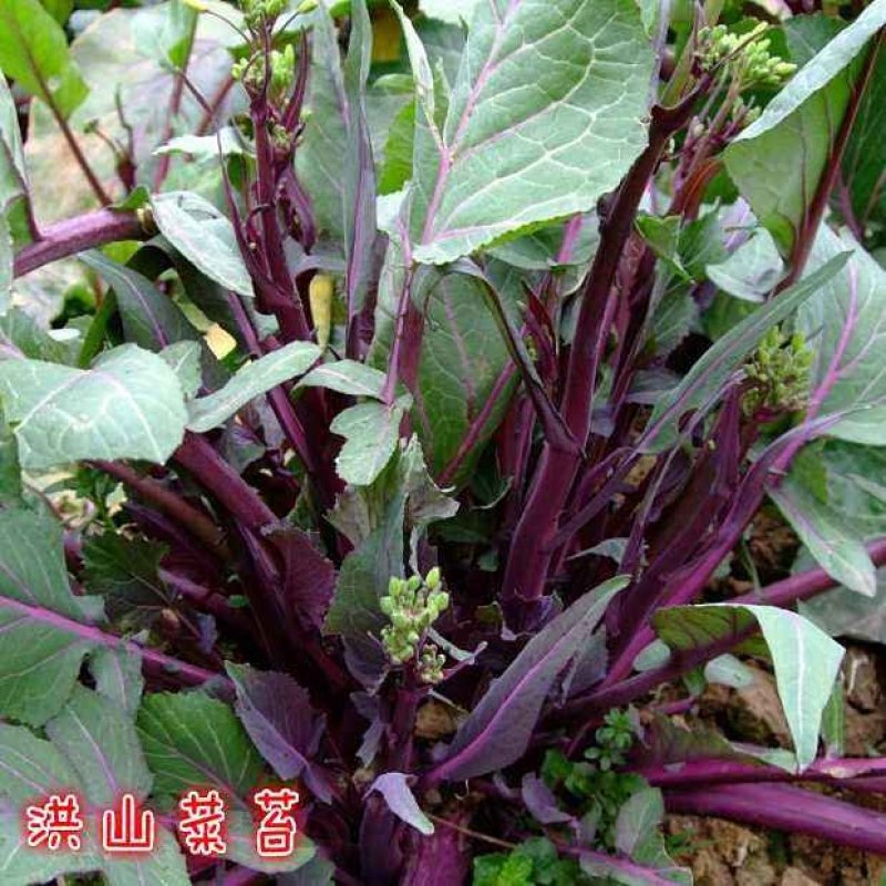 【金殿御菜】湖北名菜红菜苔种子洪山一号菜薹种子