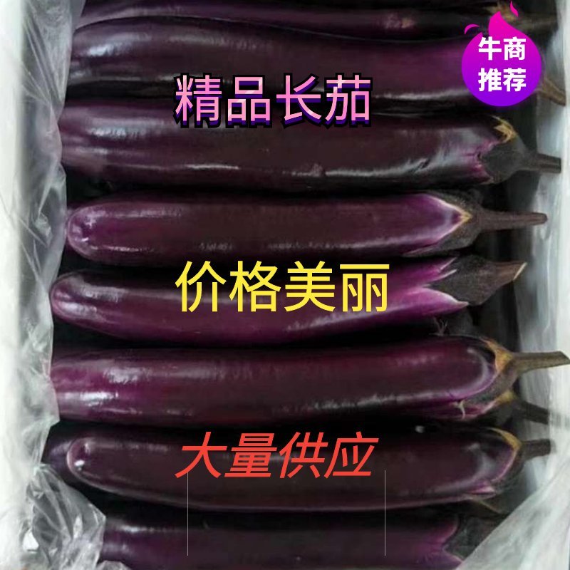 【推荐】茄王紫长茄黑长茄精品广茄紫棒长茄全国发货