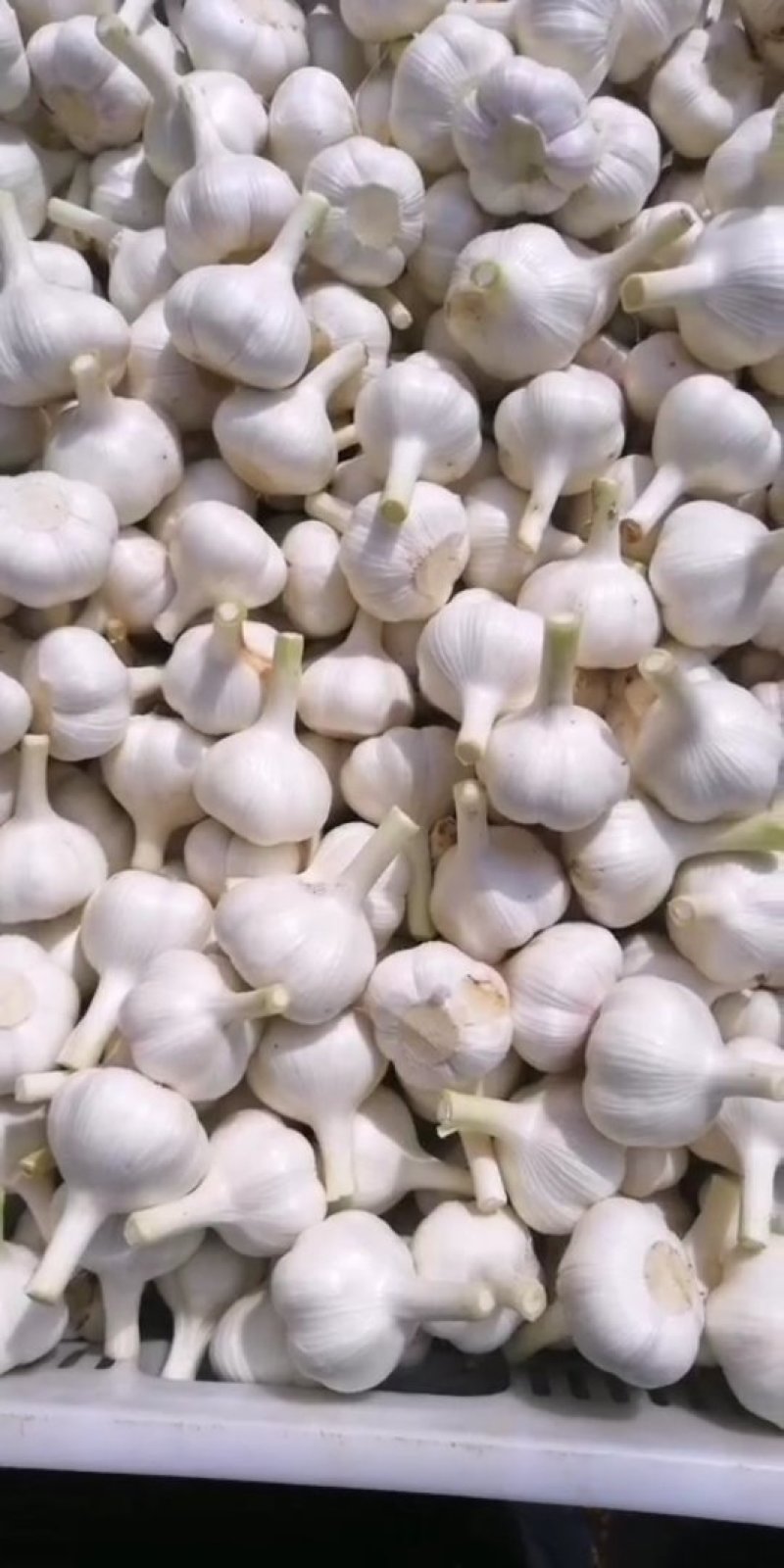 山东苍山大蒜大量供应量大从优四六瓣白皮大蒜欢迎来电咨询