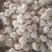 山东苍山大蒜大量供应量大从优四六瓣白皮大蒜欢迎来电咨询