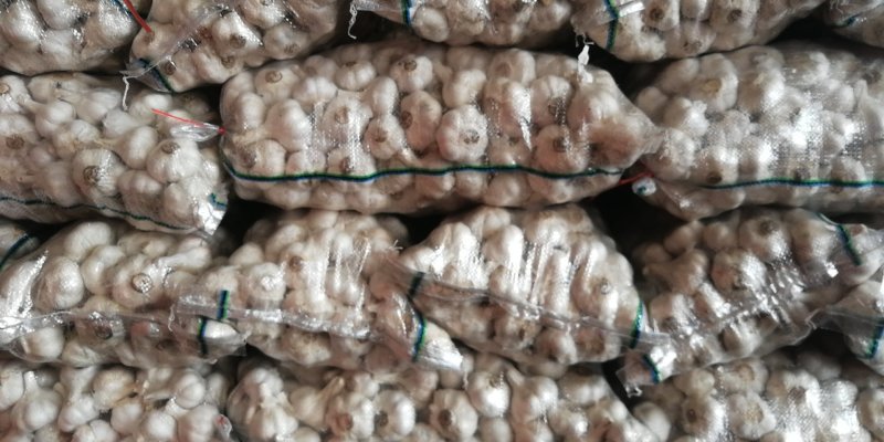 山东苍山大蒜大量供应量大从优四六瓣白皮大蒜欢迎来电咨询