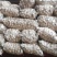 山东苍山大蒜大量供应量大从优四六瓣白皮大蒜欢迎来电咨询