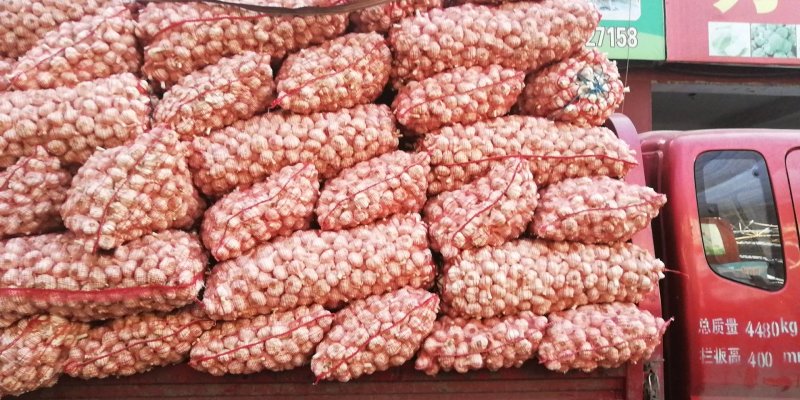 山东苍山大蒜大量供应量大从优四六瓣白皮大蒜欢迎来电咨询
